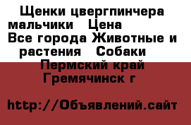 Щенки цвергпинчера мальчики › Цена ­ 25 000 - Все города Животные и растения » Собаки   . Пермский край,Гремячинск г.